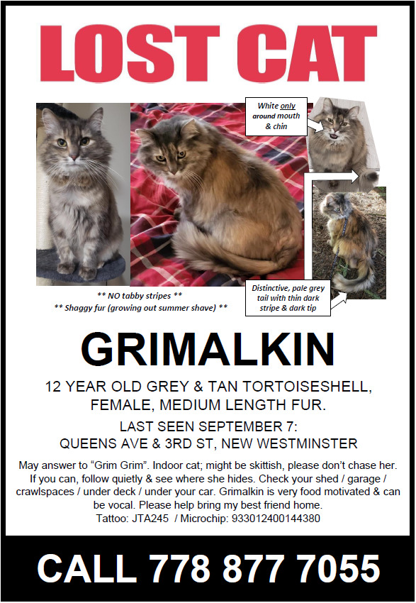 Lost Cat Poster, September 15, 2023